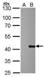 PSRC1 Antibody in Western Blot (WB)