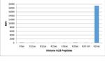 H2BK23ac Antibody in Luminex (LUM)