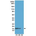 H2BK23ac Antibody in Western Blot (WB)