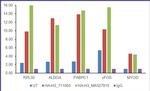 HA Tag Antibody in ChIP Assay (ChIP)