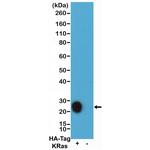 HA Tag Antibody in Western Blot (WB)