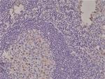 Spastin Antibody in Immunohistochemistry (Paraffin) (IHC (P))