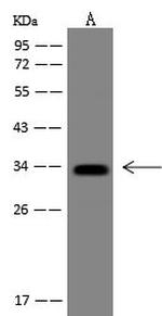 Flagellin Antibody in Western Blot (WB)