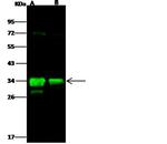 Flagellin Antibody in Western Blot (WB)