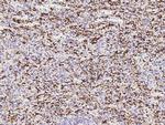 IBA1 Antibody in Immunohistochemistry (Paraffin) (IHC (P))