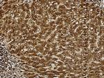 Adenylate Kinase 2 Antibody in Immunohistochemistry (Paraffin) (IHC (P))