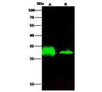 Adenylate Kinase 2 Antibody in Western Blot (WB)