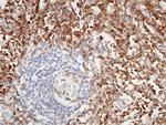 CD4 Antibody in Immunohistochemistry (Paraffin) (IHC (P))