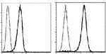 N-cadherin Antibody in Flow Cytometry (Flow)