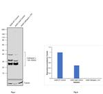 Cathepsin L Antibody in Western Blot (WB)