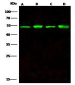 ENO3 Antibody in Western Blot (WB)