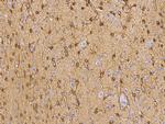 Ezrin Antibody in Immunohistochemistry (Paraffin) (IHC (P))