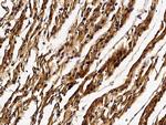 GSTM2 Antibody in Immunohistochemistry (Paraffin) (IHC (P))