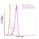 CD171 Antibody