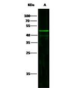 JNK2 Antibody in Western Blot (WB)