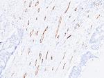 CD31 Antibody in Immunohistochemistry (Paraffin) (IHC (P))