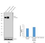 CD31 Antibody in Western Blot (WB)