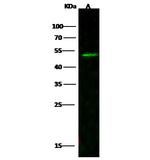 PEDF Antibody in Western Blot (WB)