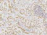 MST1 (STK4) Antibody in Immunohistochemistry (Paraffin) (IHC (P))