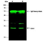 CD53 Antibody in Immunoprecipitation (IP)