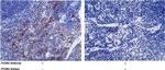 CD16-2 Antibody in Immunohistochemistry (Paraffin) (IHC (P))