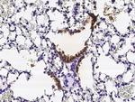 Uteroglobin Antibody in Immunohistochemistry (Paraffin) (IHC (P))