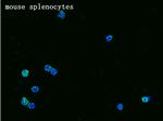 Syndecan 4 Antibody in Immunocytochemistry (ICC/IF)