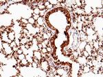 SFTPD Antibody in Immunohistochemistry (Paraffin) (IHC (P))