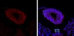 SOX2 Antibody in Immunohistochemistry (Paraffin) (IHC (P))