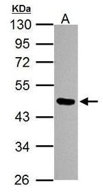 OCT4 Antibody in Western Blot (WB)