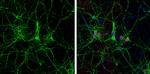 alpha Tubulin Antibody in Immunocytochemistry (ICC/IF)