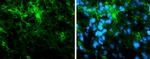 alpha Tubulin Antibody in Immunocytochemistry (ICC/IF)