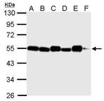 alpha Tubulin Antibody in Western Blot (WB)