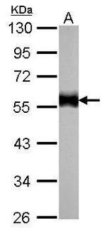 alpha Tubulin Antibody in Western Blot (WB)