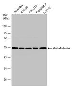 alpha Tubulin Antibody in Western Blot (WB)