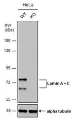 Lamin A/C Antibody in Western Blot (WB)