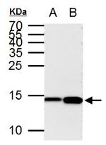 H3K9ac Antibody in Western Blot (WB)