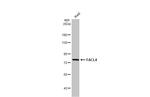 ACSL4 Antibody in Western Blot (WB)