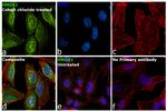 HMOX1 Antibody in Immunocytochemistry (ICC/IF)