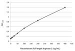 Arginase 1 Antibody in ELISA (ELISA)