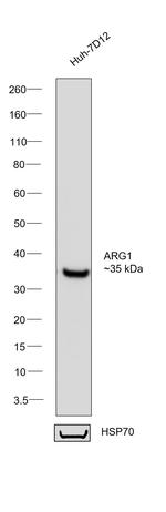 Arginase 1 Antibody in Western Blot (WB)