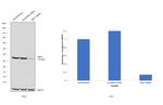 Arginase 1 Antibody in Western Blot (WB)