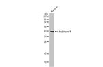 Arginase 1 Antibody in Western Blot (WB)