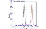 Arginase 1 Antibody in Flow Cytometry (Flow)