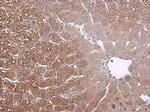 Arginase 1 Antibody in Immunohistochemistry (Paraffin) (IHC (P))