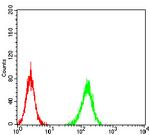 ADAMTS1 Antibody in Flow Cytometry (Flow)