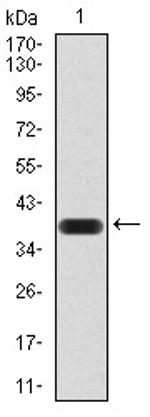 KDM1B Antibody in Western Blot (WB)