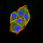 APC2 Antibody in Immunocytochemistry (ICC/IF)