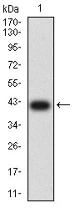 APC2 Antibody in Western Blot (WB)