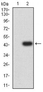 APC2 Antibody in Western Blot (WB)